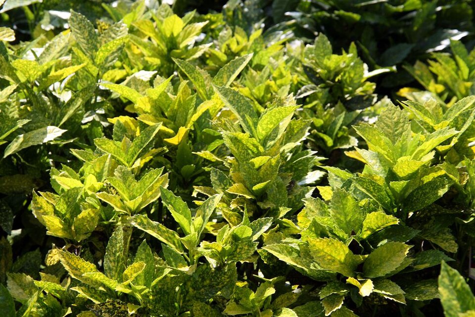 Aucuba japonica 'Mr. Goldstrike' (Mr. Goldstrike Aucuba) (alternate view 3)