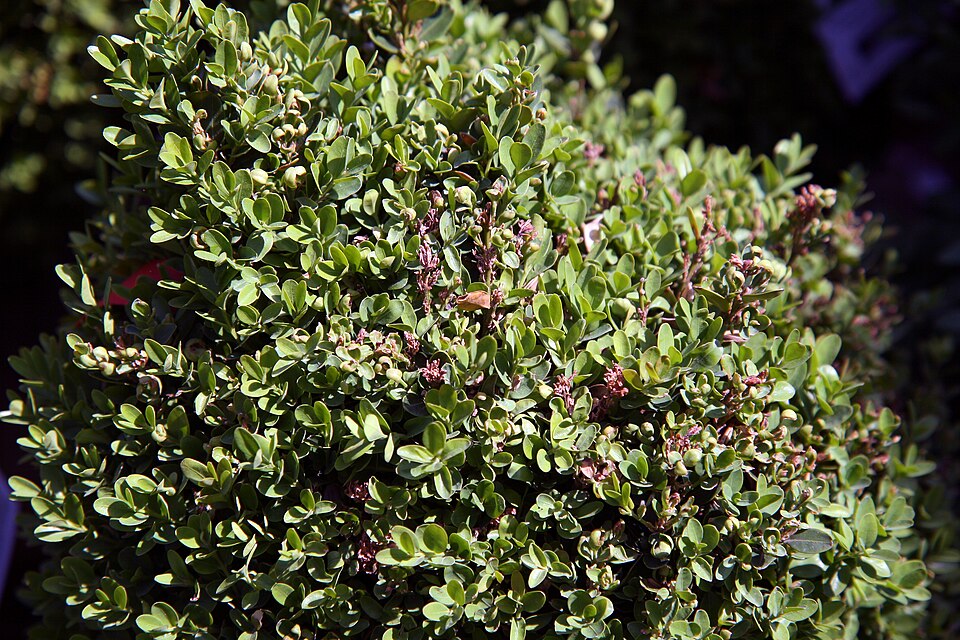 Buxus sempervirens 'Suffruticosa' (Dwarf English Boxwood)