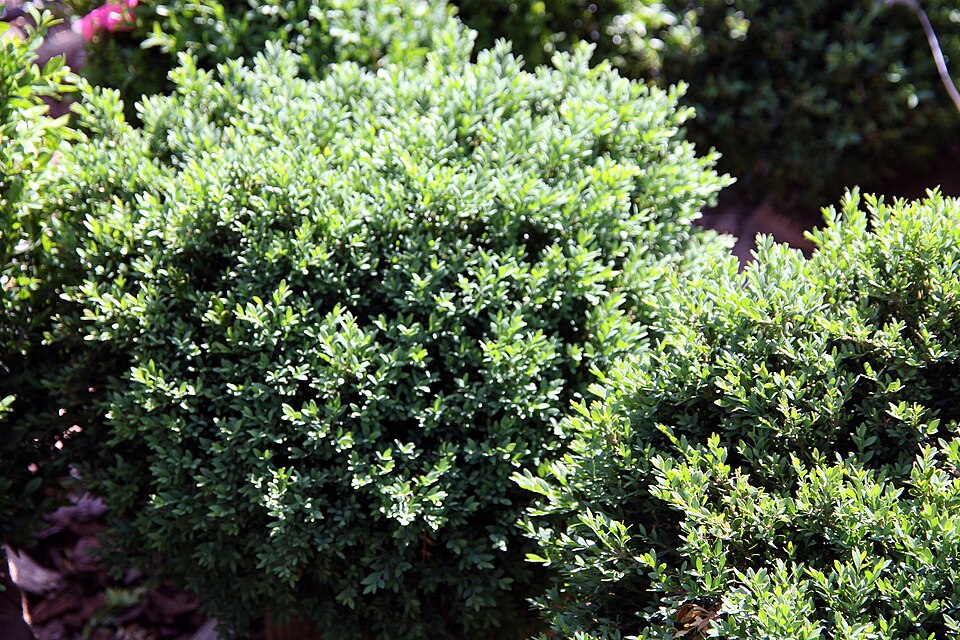 Buxus microphylla 'Green Gem' (Green Gem Boxwood)
