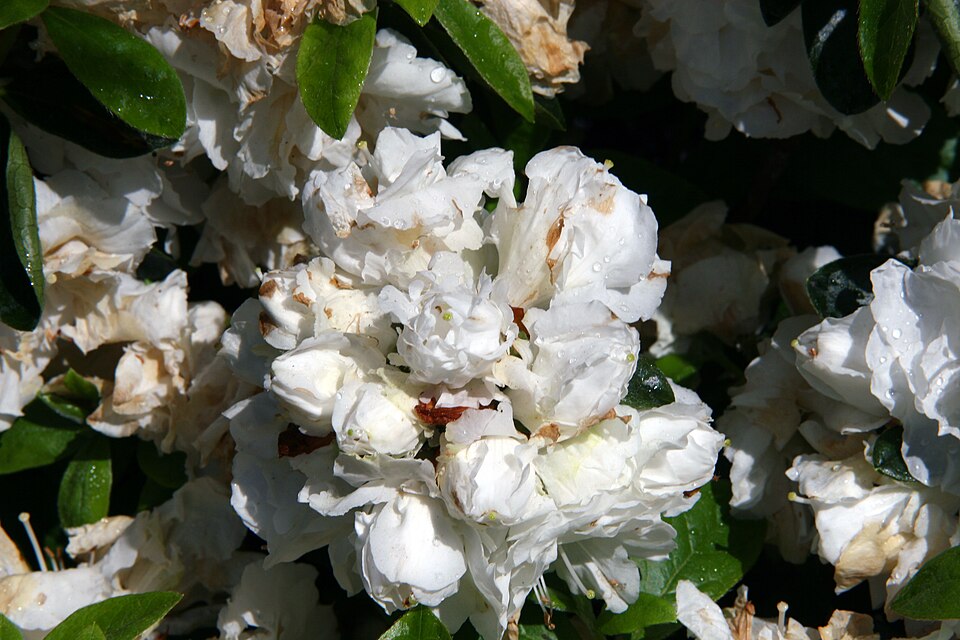 Rhododendron 'Hardy Gardenia' (Hardy Gardenia Azalea)