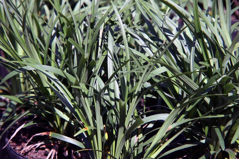 Liriope muscari 'Big Blue' (Big Blue Lilyturf) (alternate view 4)