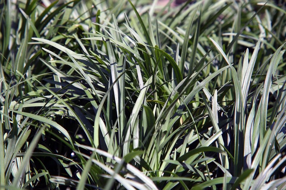 Liriope muscari 'Big Blue' (Big Blue Lilyturf) (alternate view 5)