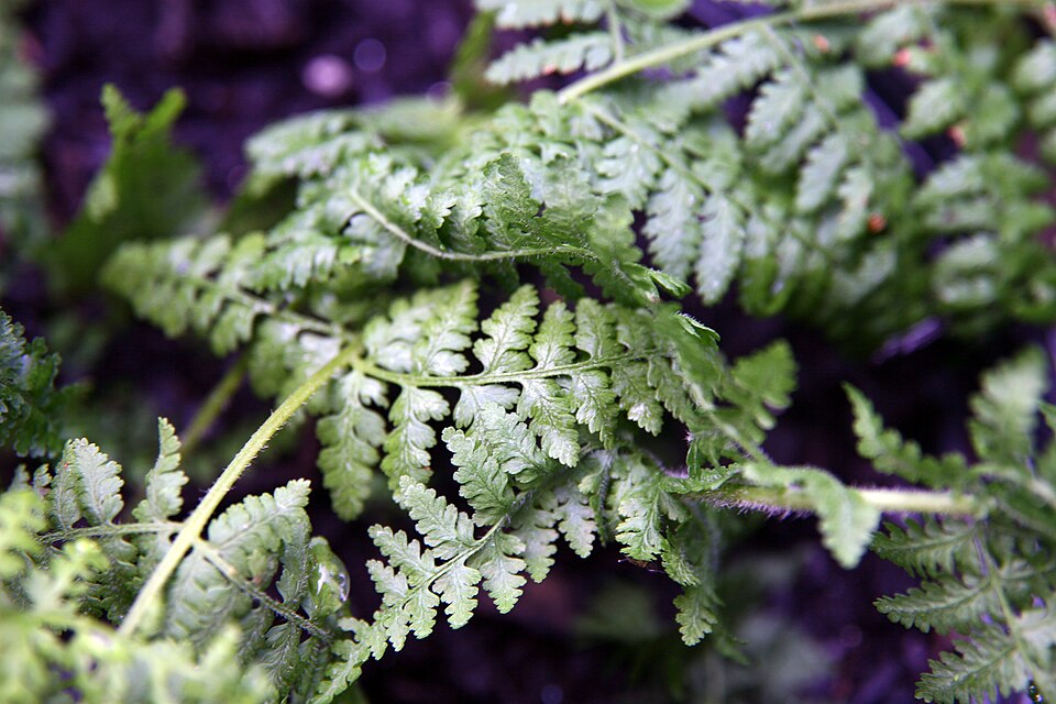 Dennstaedtia punctilobula (Hay-Scented Fern) (alternate view 6)