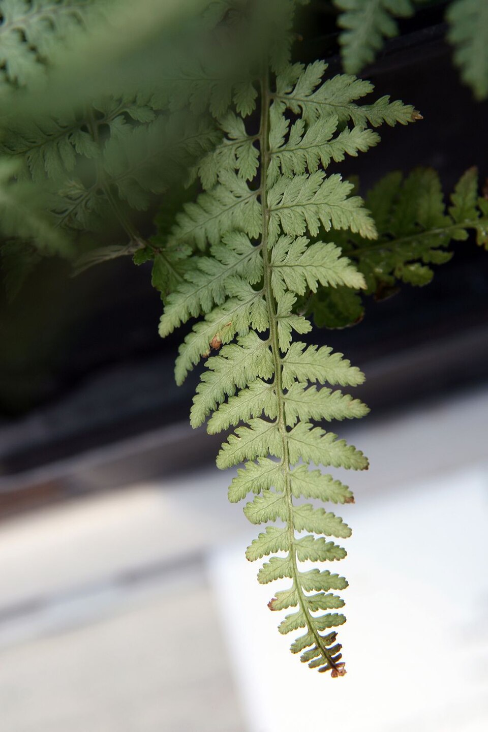 Athyrium 'Ghost' (Ghost Fern) (alternate view 2)