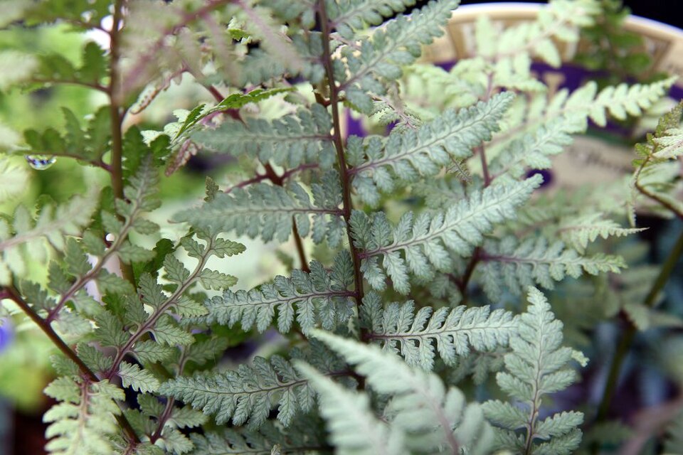 Athyrium 'Ghost' (Ghost Fern) (alternate view 3)