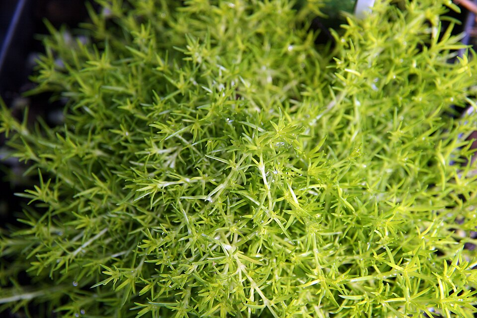 Sagina subulata 'Aurea' (Golden Irish Moss) (alternate view 2)