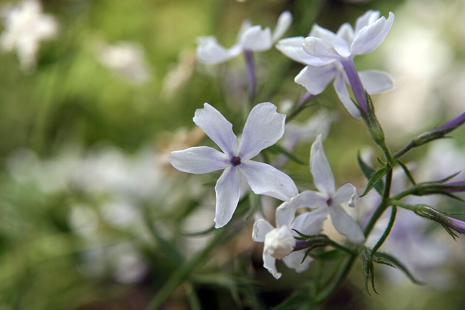 Phlox divaricata 'May Breeze' (May Breeze Woodland Phlox) (alternate view 2)