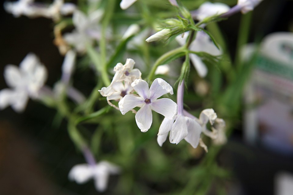 Phlox divaricata 'May Breeze' (May Breeze Woodland Phlox) (alternate view 3)