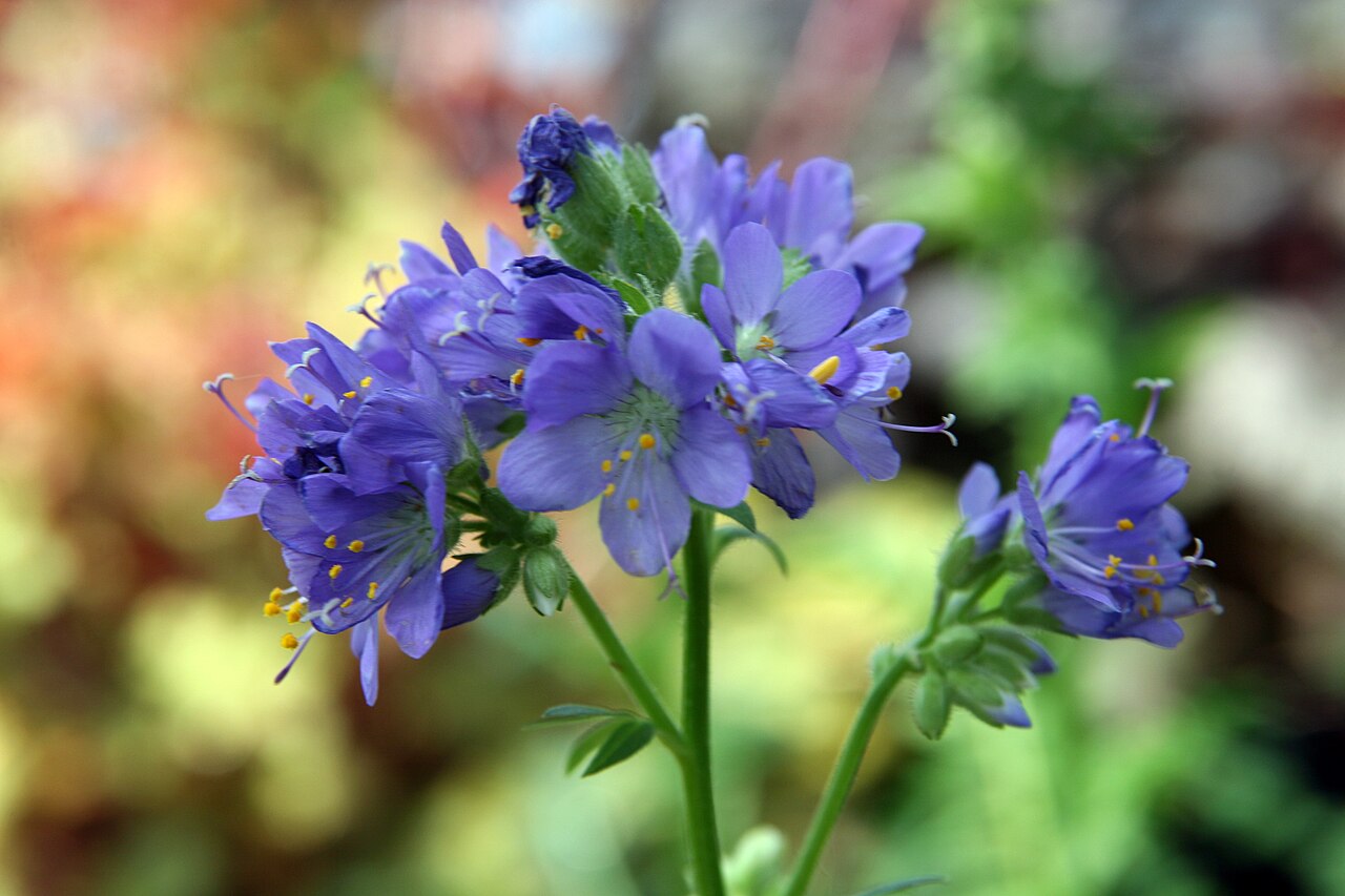 Polemonium caeruleum, Jacob's ladder — clumping deciduous (Polemoniaceae) (image 7 of 10)