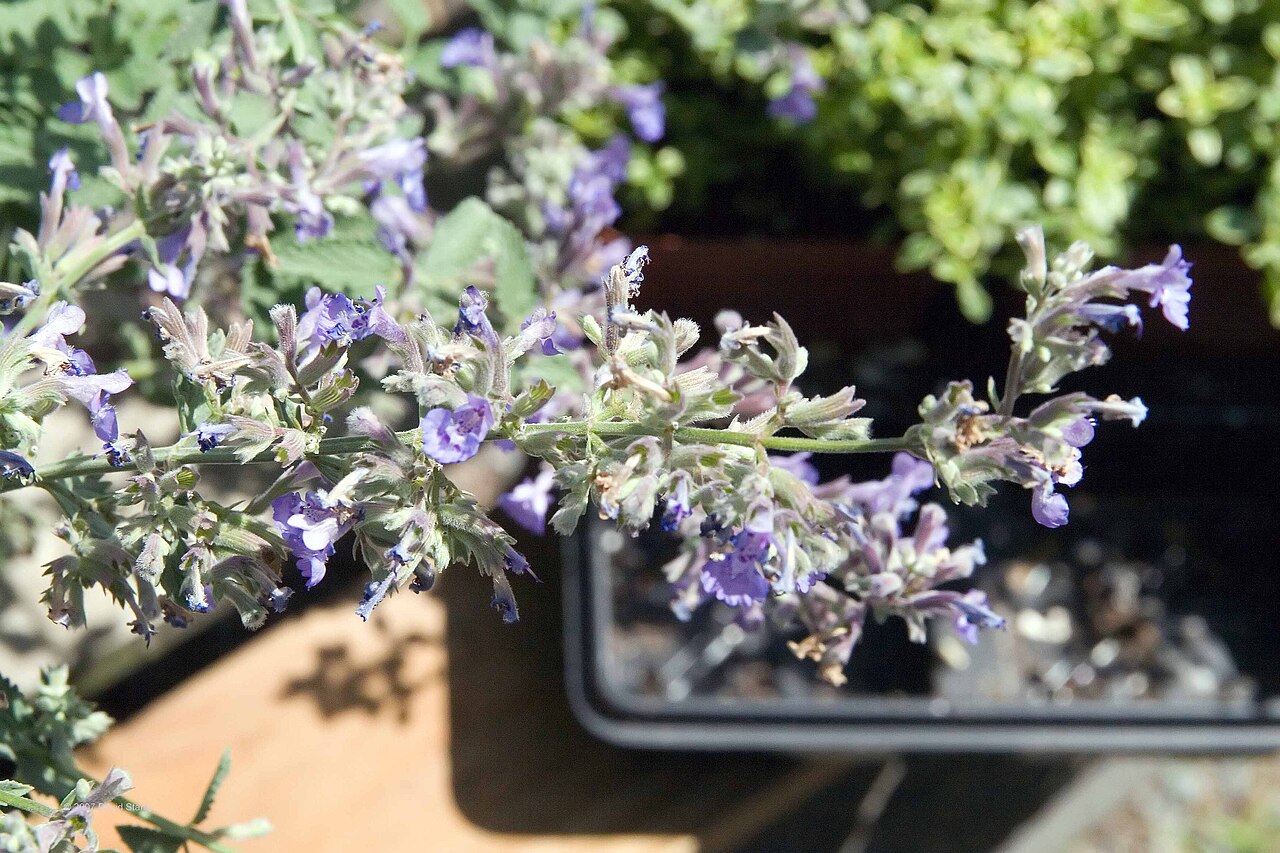Nepeta faassenii 'Walker's Low', Walker's Low catmint — mounding deciduous (Lamiaceae) (image 5 of 7)