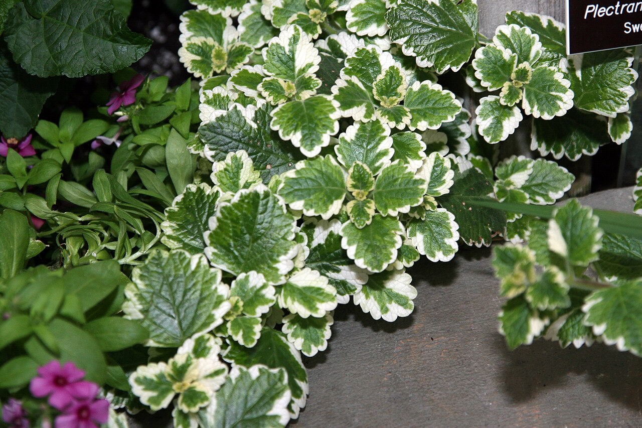 Plectranthus ciliatus, Spurflower — spreading evergreen (Lamiaceae) (image 6 of 10)