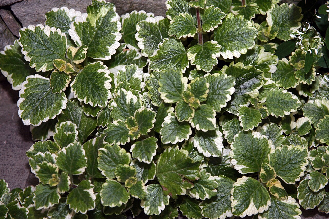 Plectranthus ciliatus, Spurflower — spreading evergreen (Lamiaceae) (image 7 of 10)