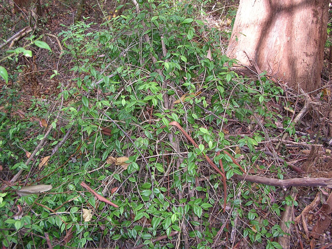 Alyxia stellata, Maile — climbing evergreen (Apocynaceae) (image 4 of 7)