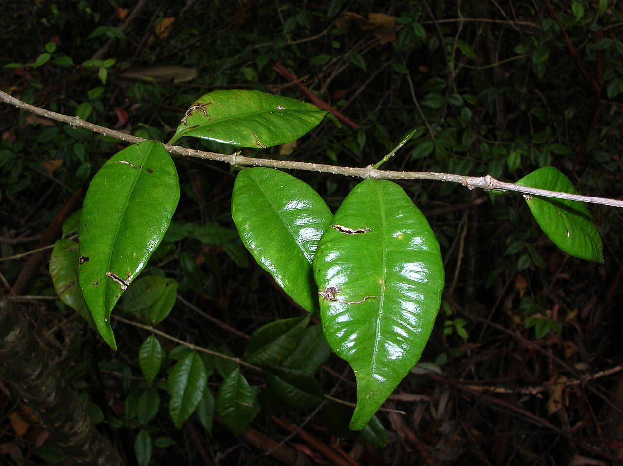 Alyxia stellata, Maile — climbing evergreen (Apocynaceae) (image 5 of 7)