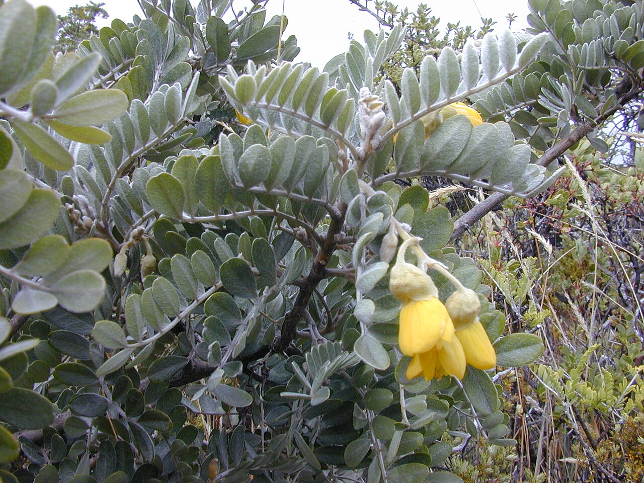 Sophora chrysophylla, Mamane — upright evergreen (Fabaceae) (image 9 of 10)