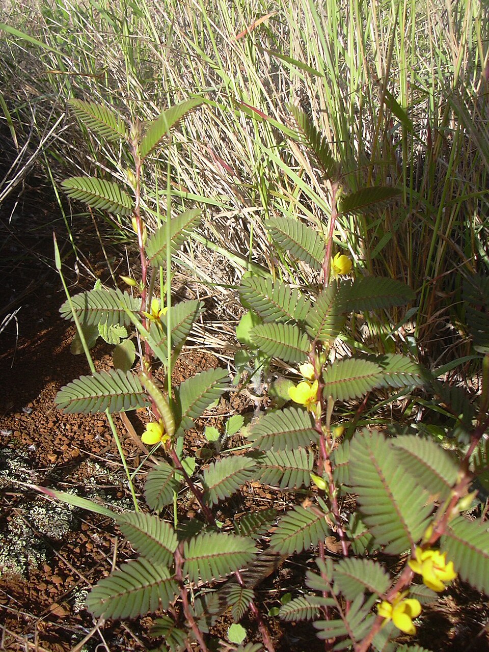 Chamaecrista nictitans (sensitive pea) (alternate view 4)