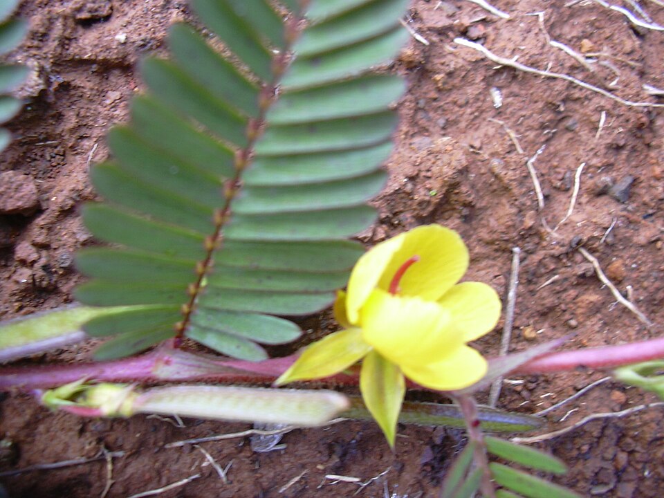 Chamaecrista nictitans (sensitive pea) (alternate view 5)