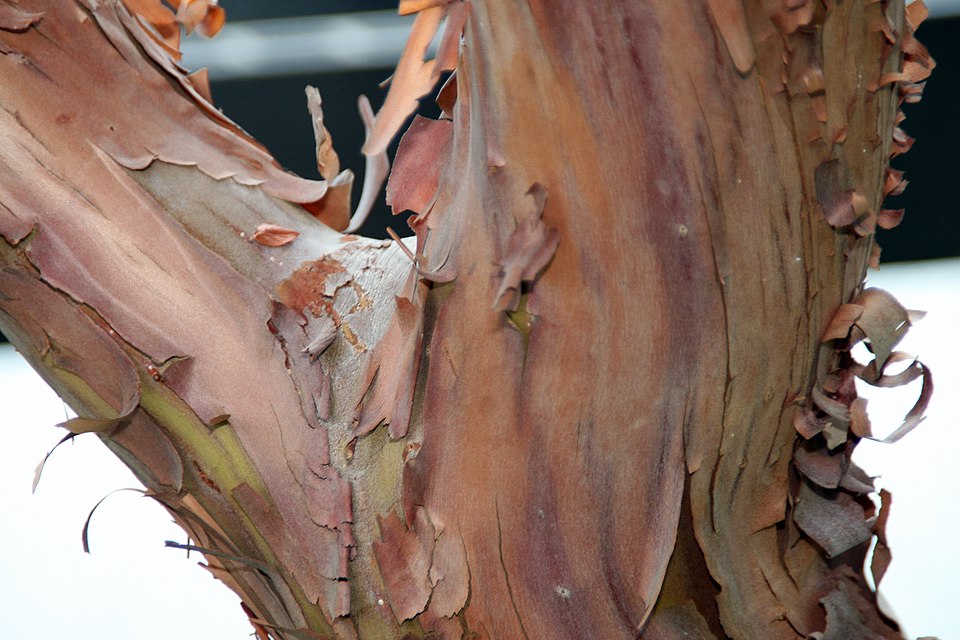 Arbutus 'Marina' (Marina Strawberry Tree)