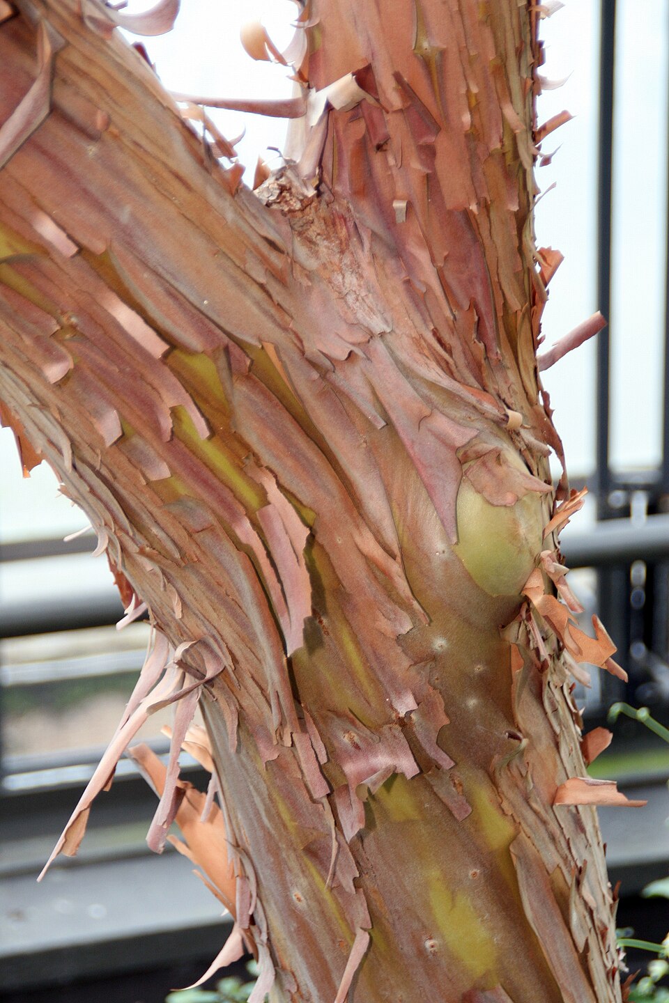 Arbutus 'Marina' (Marina Strawberry Tree) (alternate view 2)