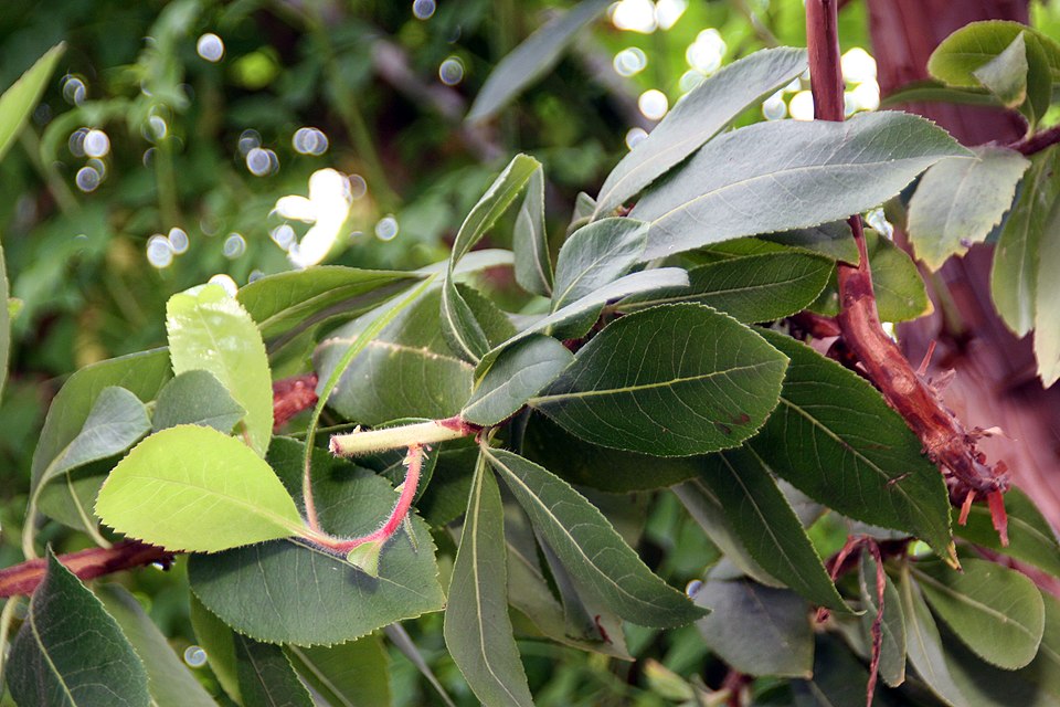 Arbutus 'Marina' (Marina Strawberry Tree) (alternate view 3)