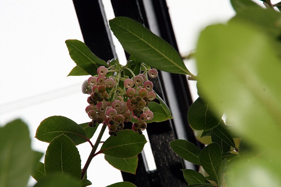 Arbutus 'Marina' (Marina Strawberry Tree) (alternate view 4)