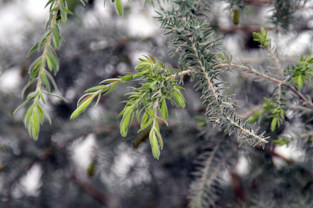 Melaleuca incana, Grey honey myrtle — upright evergreen (Myrtaceae) (image 8 of 10)