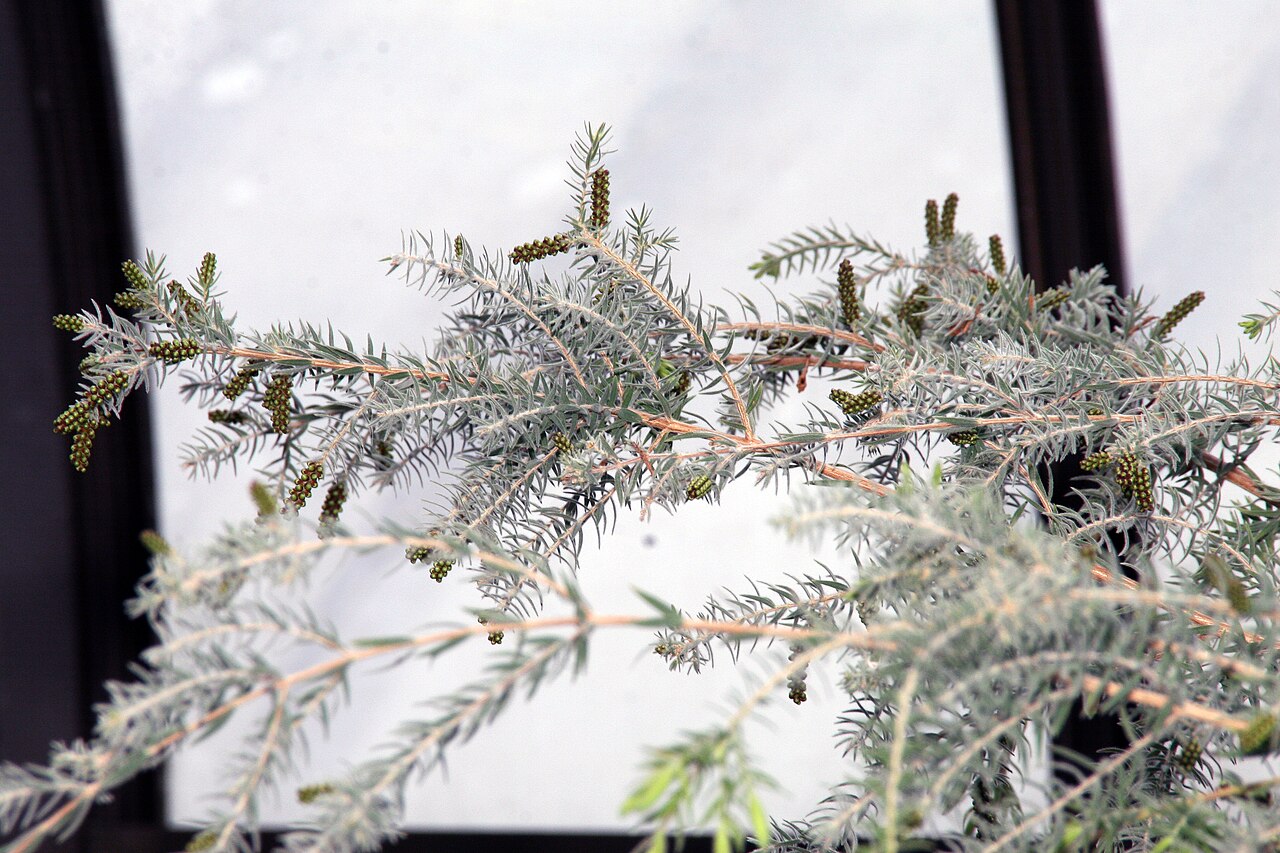 Melaleuca incana, Grey honey myrtle — upright evergreen (Myrtaceae) (image 9 of 10)
