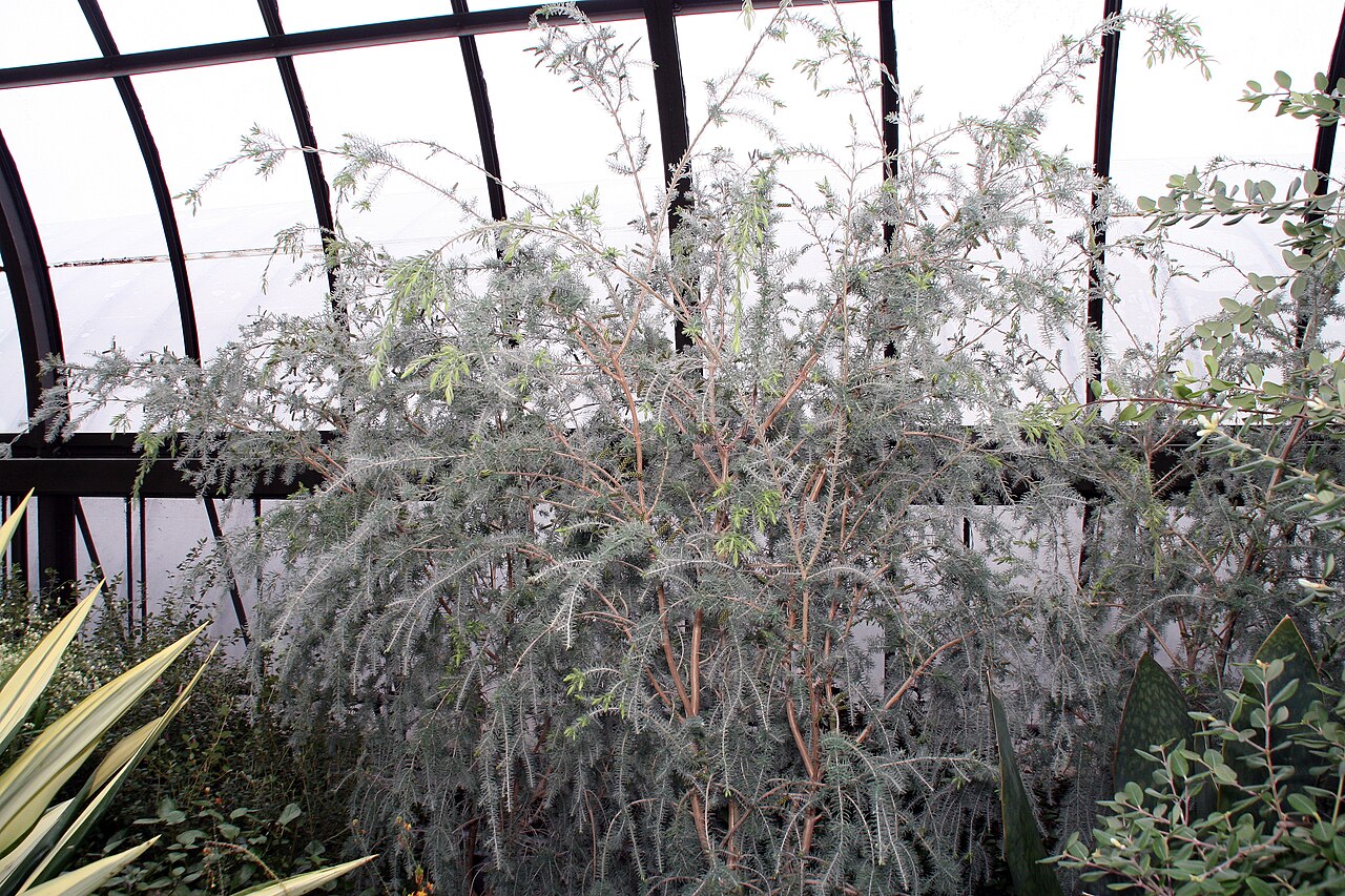 Melaleuca incana, Grey honey myrtle — upright evergreen (Myrtaceae) (image 10 of 10)