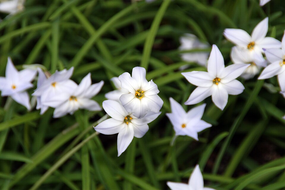 Ipheion uniflorum 'Wisley Blue' (Wisley Blue Spring Starflower) (alternate view 4)