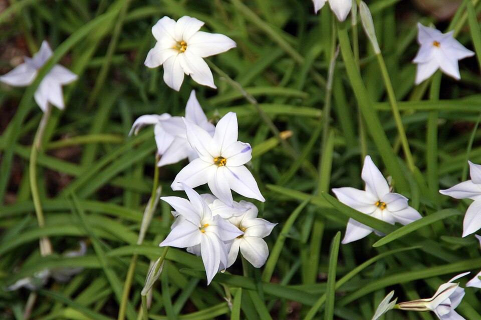 Ipheion uniflorum 'Wisley Blue' (Wisley Blue Spring Starflower) (alternate view 5)