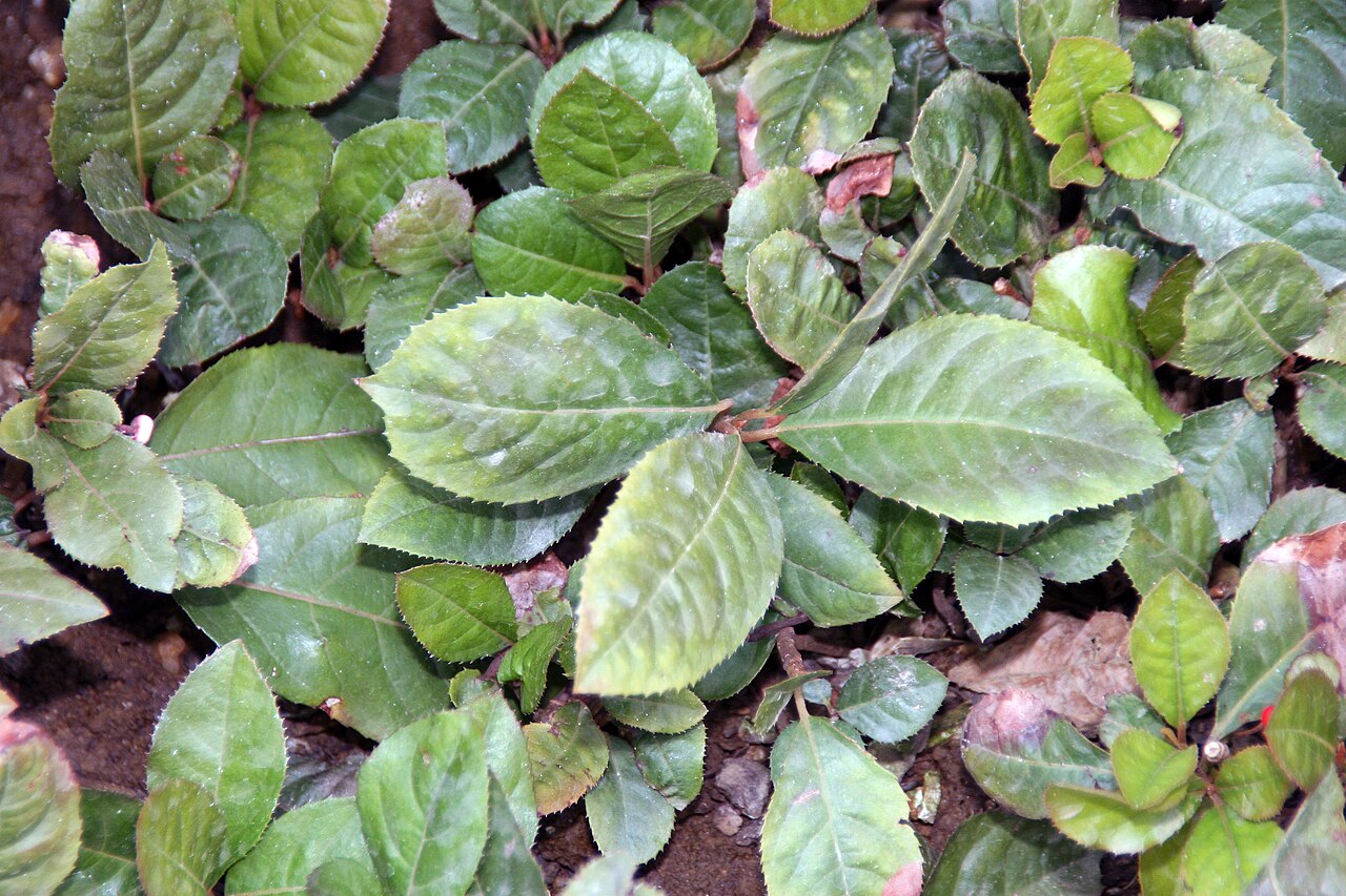 Ardisia japonica, Marlberry — spreading evergreen (Primulaceae) (image 10 of 10)