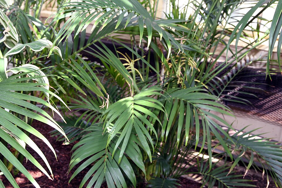 Chamaedorea cataractarum (Cat Palm) (alternate view 10)