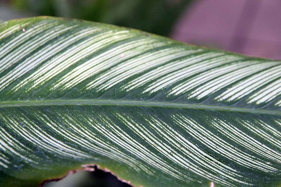 Goeppertia ornata (Pinstripe Calathea)