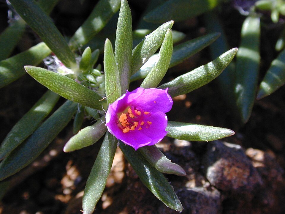 Portulaca pilosa (shaggy portulaca) (alternate view 4)