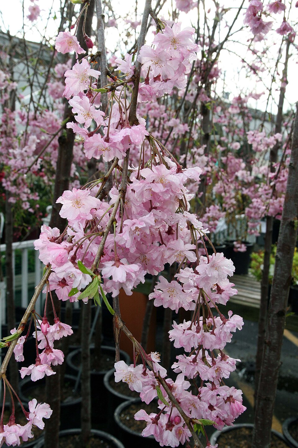 Prunus subhirtella 'Pendula Plena Rosea' (Double Pink Weeping Cherry Tree) (alternate view 3)