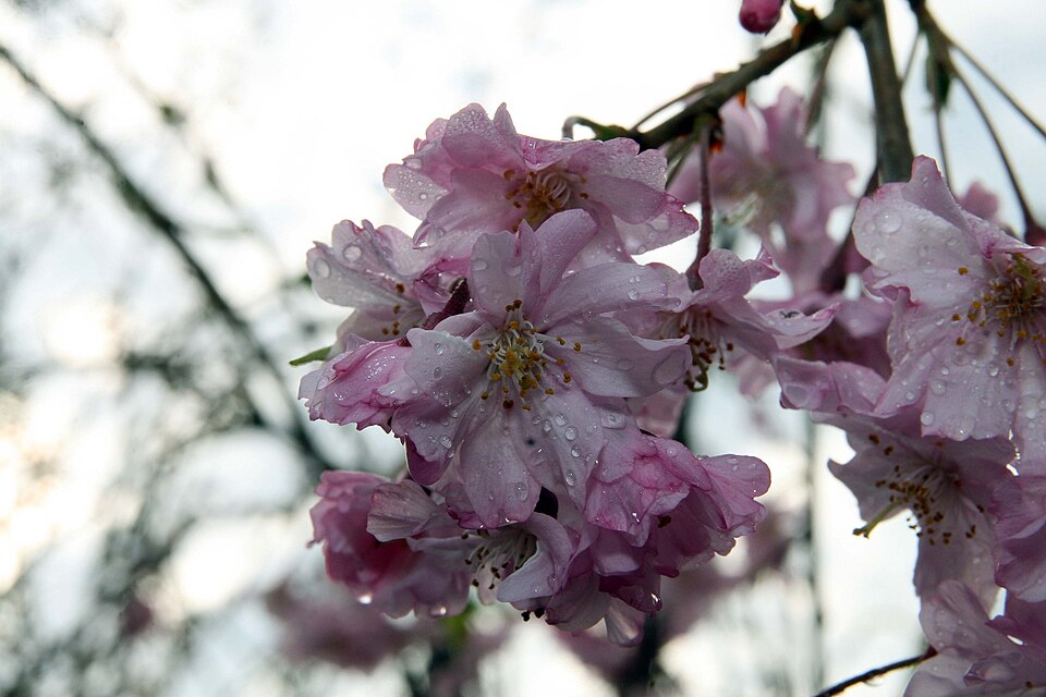 Prunus subhirtella 'Pendula Plena Rosea' (Double Pink Weeping Cherry Tree) (alternate view 4)