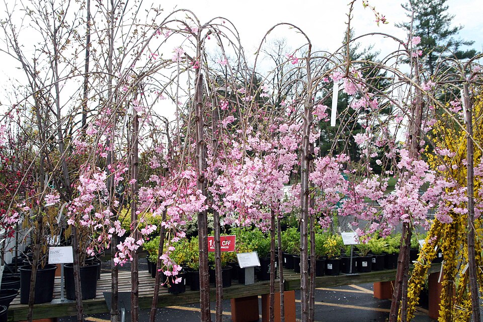 Prunus subhirtella 'Pendula Plena Rosea' (Double Pink Weeping Cherry Tree) (alternate view 5)