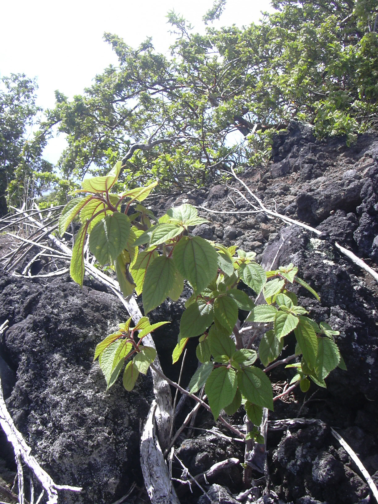Pipturus albidus, Mamaki — upright evergreen (Urticaceae) (image 5 of 10)