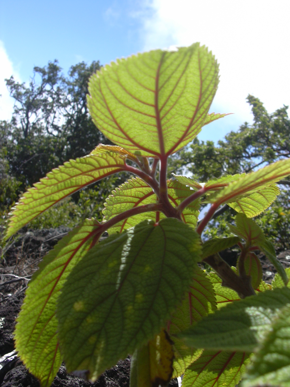 Pipturus albidus, Mamaki — upright evergreen (Urticaceae) (image 6 of 10)
