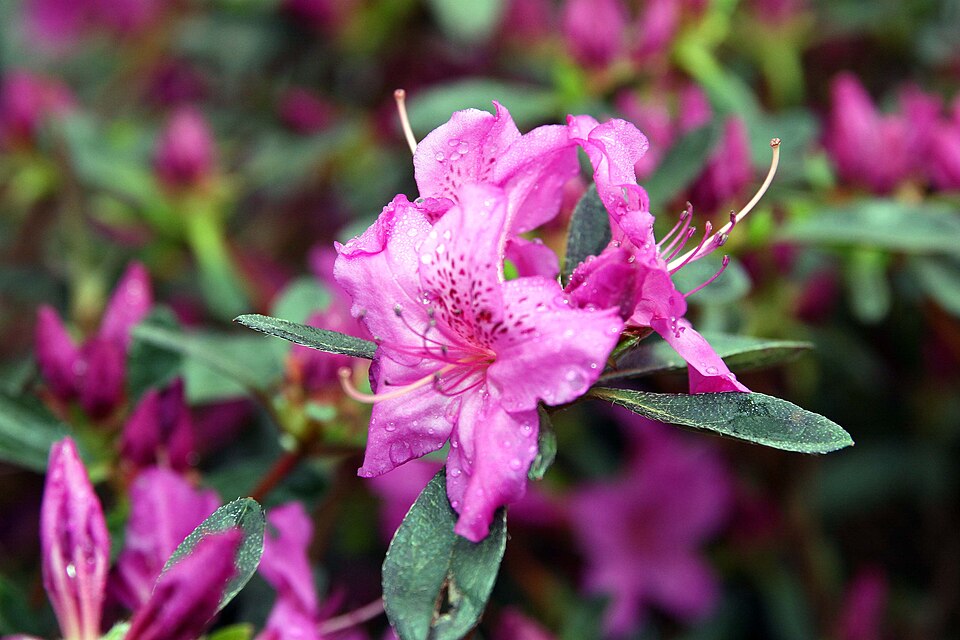 Rhododendron 'Karen' (Karen Azalea) (alternate view 4)