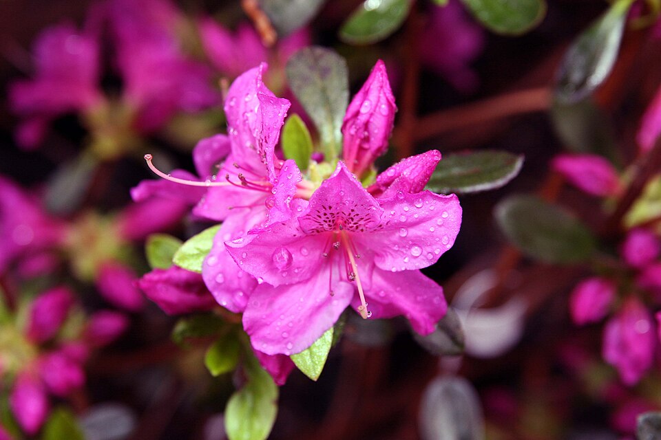 Rhododendron 'Karen' (Karen Azalea) (alternate view 5)