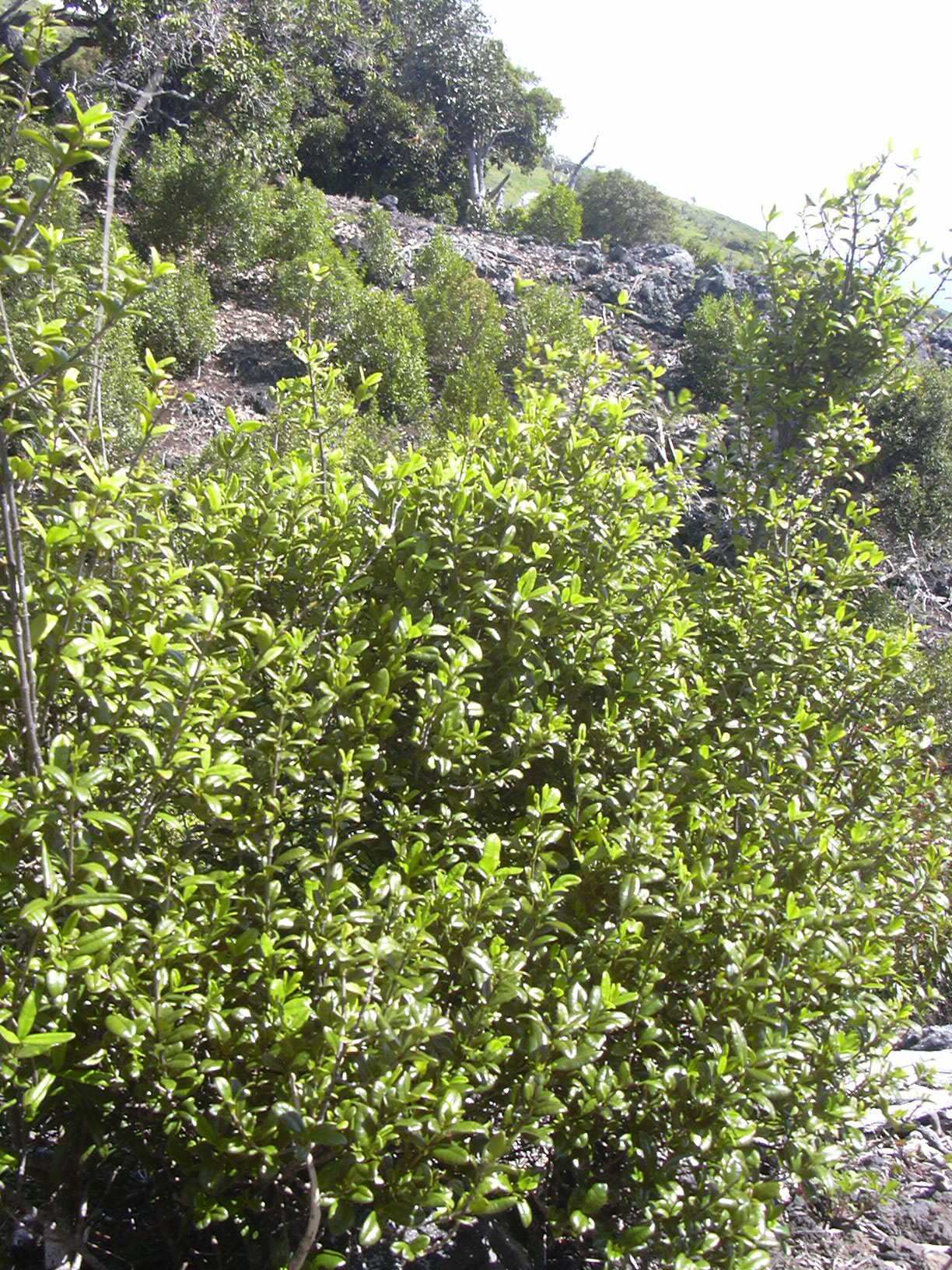 Alyxia stellata, Maile — climbing evergreen (Apocynaceae) (image 6 of 7)