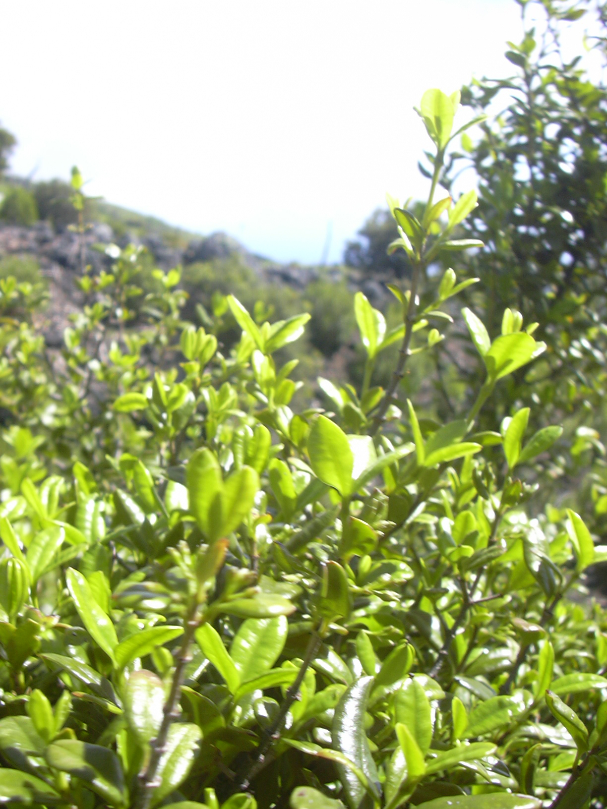 Alyxia stellata, Maile — climbing evergreen (Apocynaceae) (image 7 of 7)