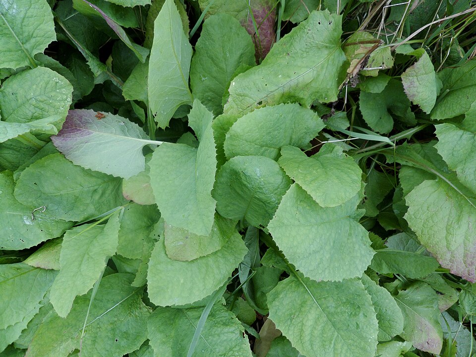 Cicerbita macrophylla (Common Blue-sow-thistle)