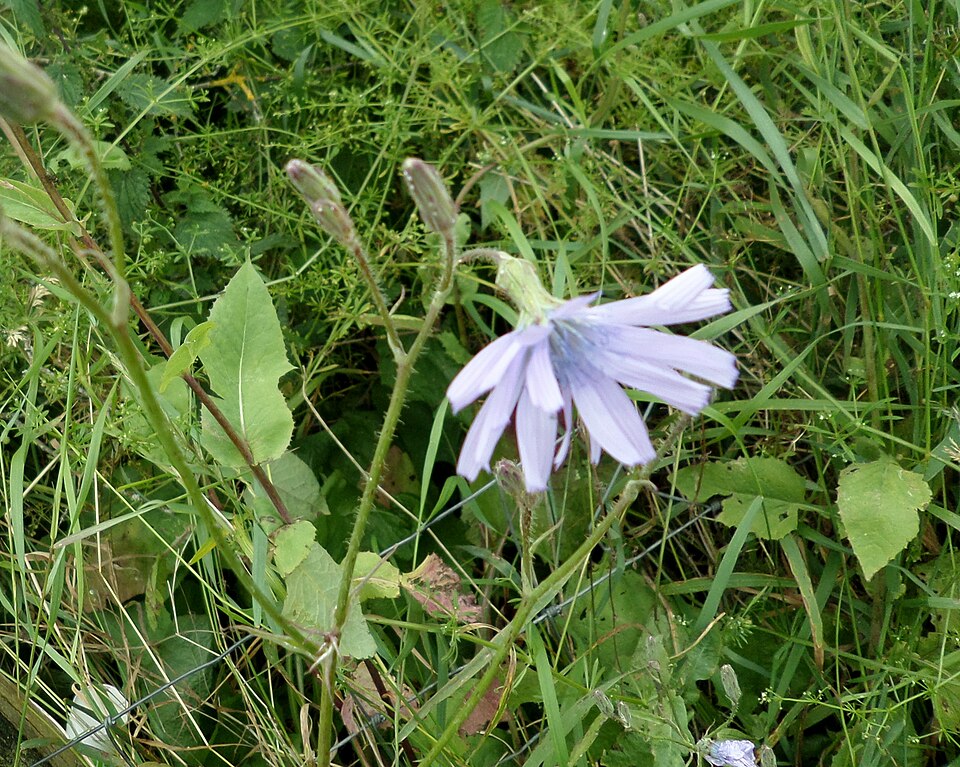 Cicerbita macrophylla (Common Blue-sow-thistle)