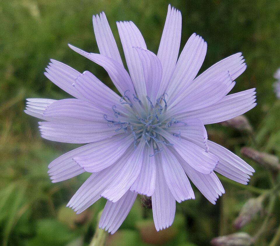Cicerbita macrophylla (Common Blue-sow-thistle)