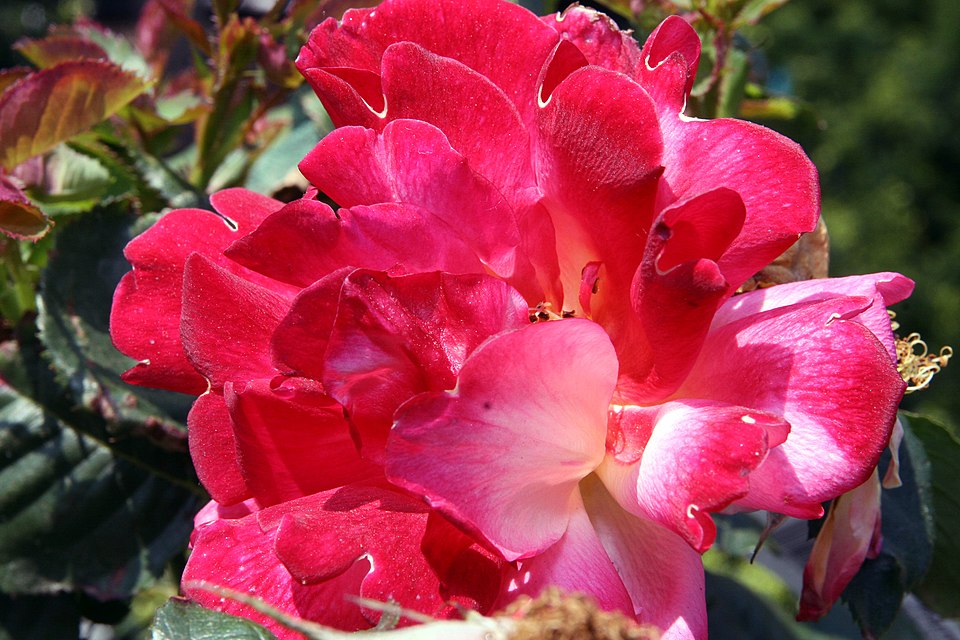 Rosa 'Joseph's Coat' (Joseph's Coat Rose) (alternate view 3)