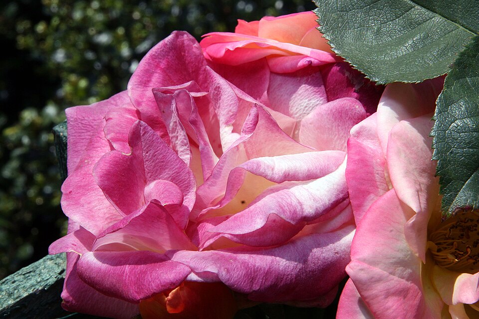 Rosa 'Joseph's Coat' (Joseph's Coat Rose) (alternate view 4)