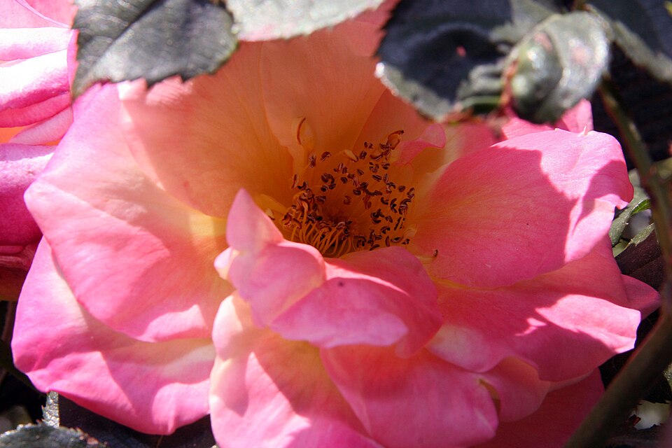 Rosa 'Joseph's Coat' (Joseph's Coat Rose) (alternate view 5)