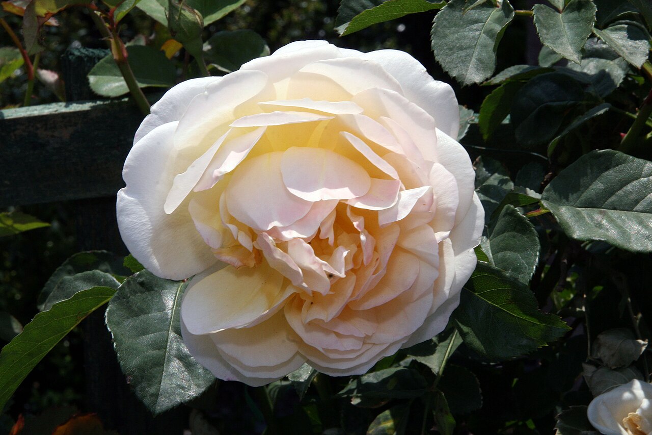 Rosa 'Graham Thomas', Rose 'Graham Thomas' — upright deciduous (Rosaceae) (image 9 of 10)